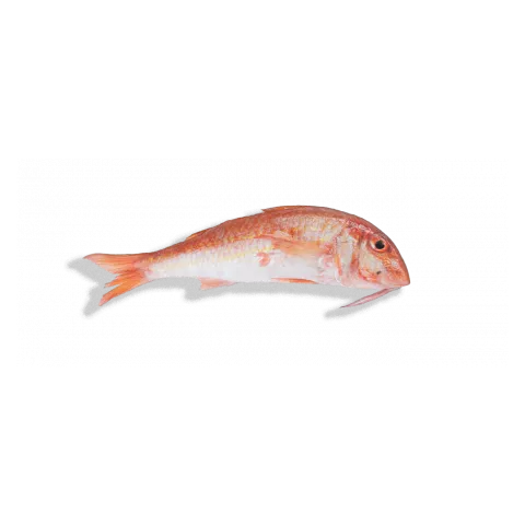 Μπαρμπούνι MU-2 Oman 22kg