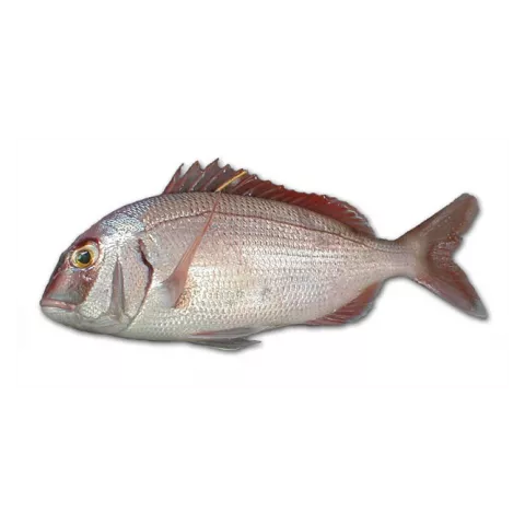 Φαγκρί Αργεντινής 400-600gr 10kg