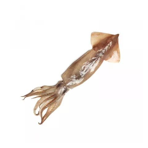 Καλαμάρι U3 Ινδίας 6X2kg
