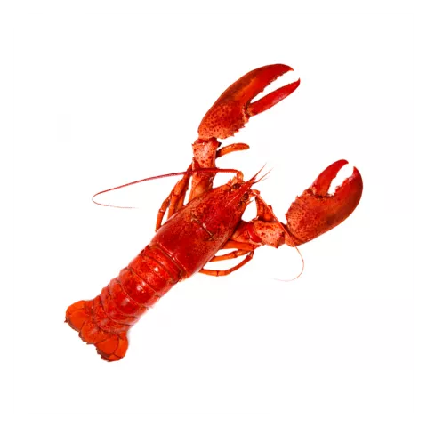Αστακός 1200/1350gr Καραϊβικής 10kg
