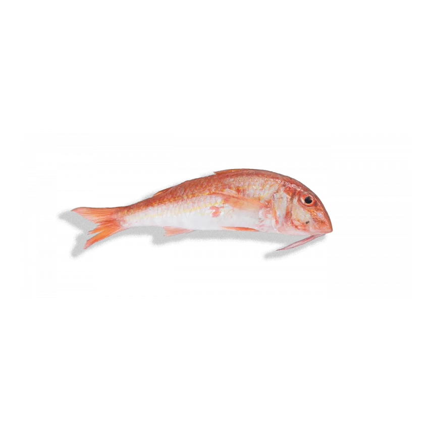 Μπαρμπούνι MU-2 Oman 22kg