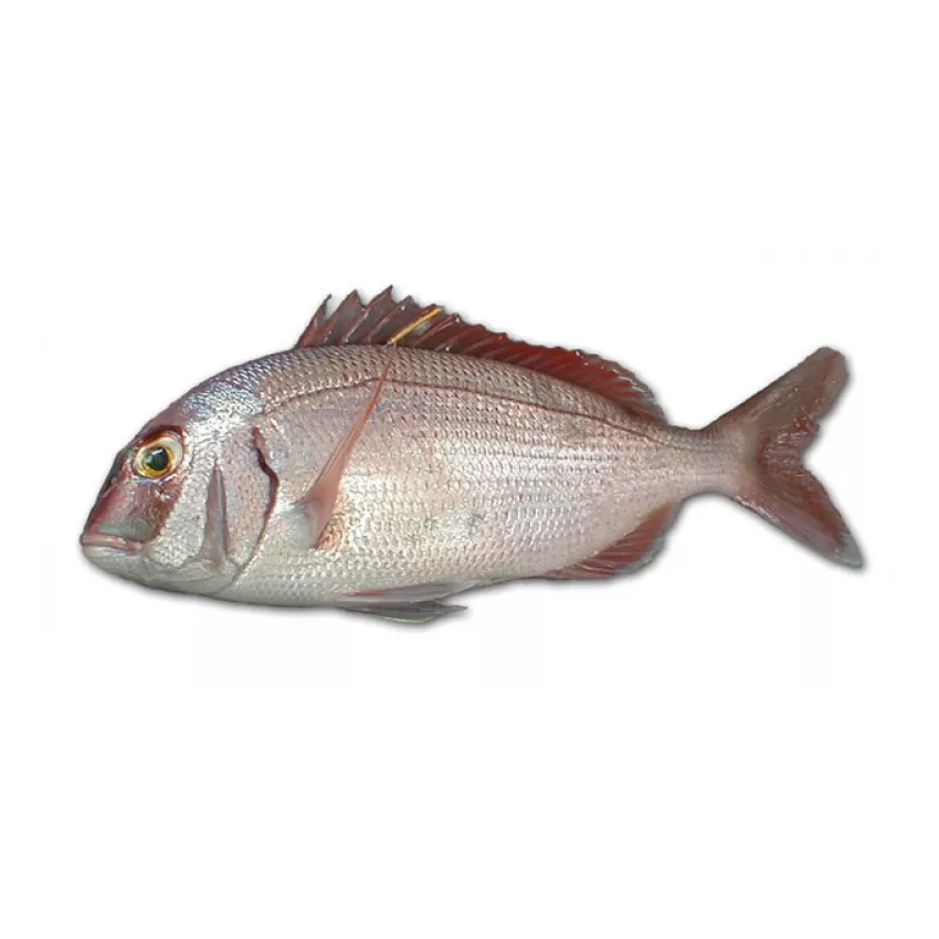 Φαγκρί Αργεντινής 400-600gr 10kg Φαγκρί Αργεντινής 400-600gr 10kg