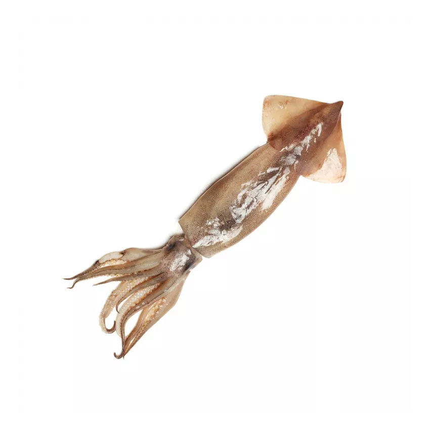 Καλαμάρι U3 Ινδίας 6X2kg Καλαμάρι U3 Ινδίας 6X2kg