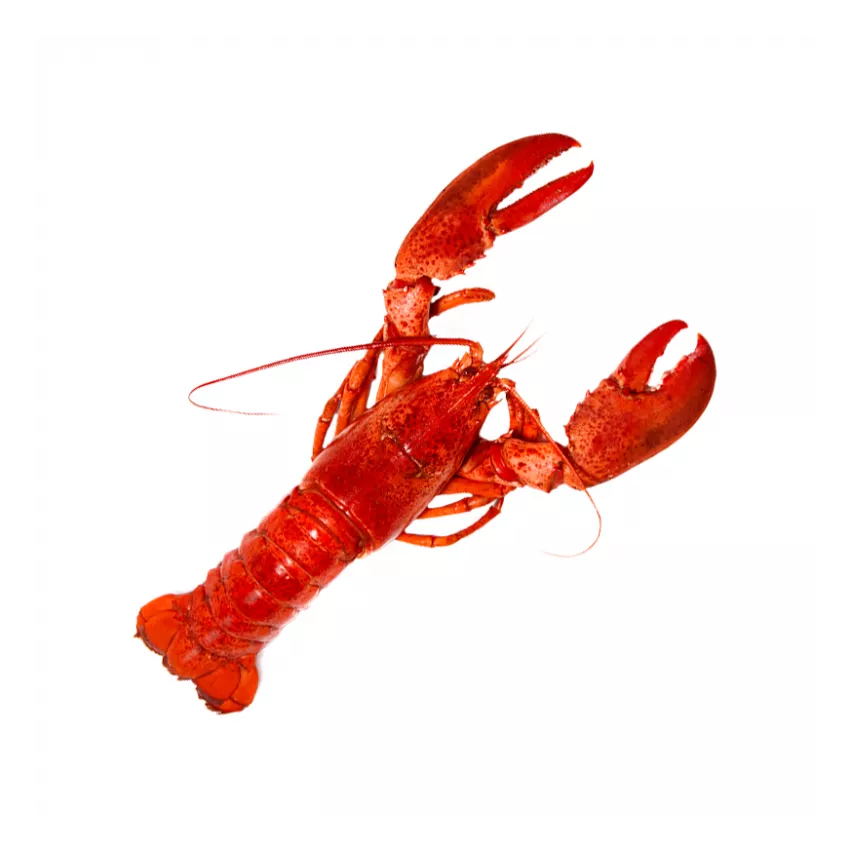 Αστακός Καραϊβικής 460/520g 10kg Αστακός Καραϊβικής 460/520g 10kg
